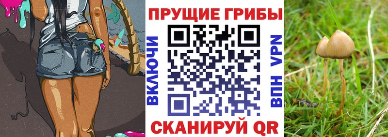 Псилоцибиновые грибы прущие грибы  Пятигорск 